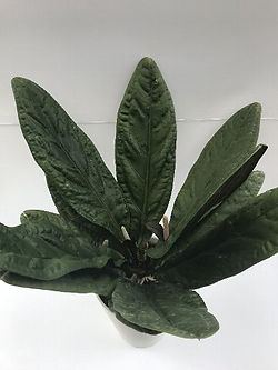 Anthurium superbum | Rarity2018 2